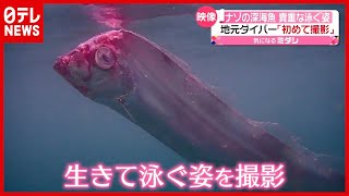 ナゾの深海魚を発見…貴重な泳ぐ姿「初めて撮影」　富山・高岡（2021年3月30日放送「news every.」より）
