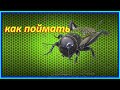 ✔️🦗 Как поймать сверчка ✔️