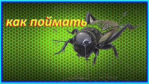 ✔️🦗 Как поймать сверчка ✔️