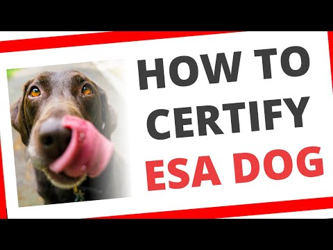 How To Certify An Emotional Support Dog - EmotionalSupport.Pet