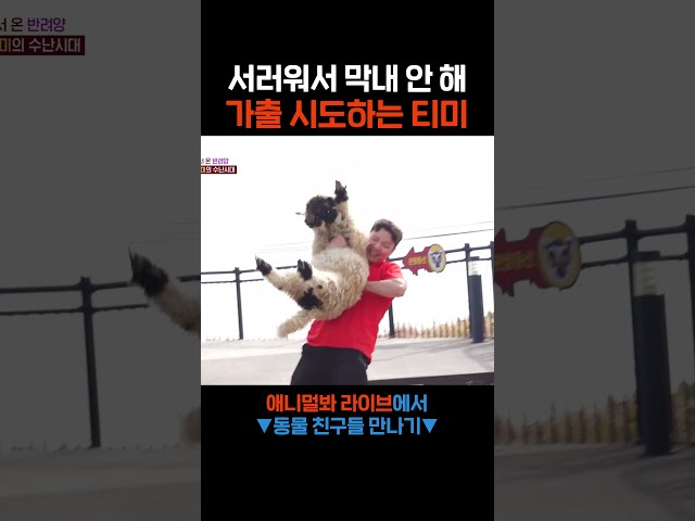 티미는 팀이 싫다 #애니멀봐 #shorts