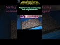 AI sorter sorting magnesite ore #magnesium #magnesia #magnesita #magnesite #refractory
