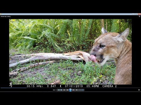 Video: Florida cougar: beschrijving en foto