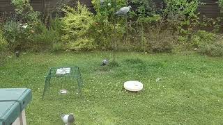 Feral Pigeon charging Magpie
