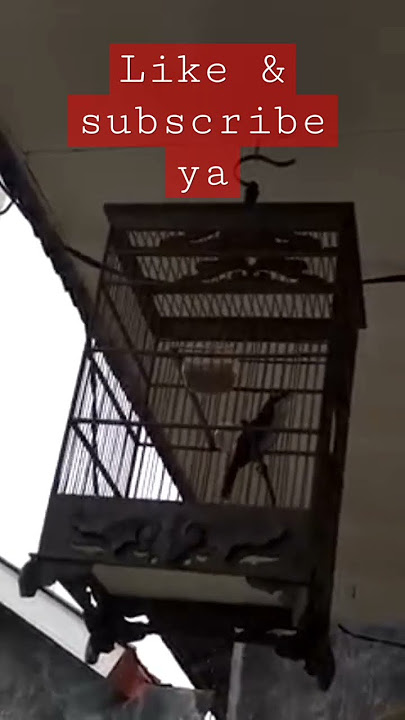Suara burung cucak kopi