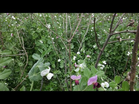 Video: Büyüyen Bezelye: Bezelye Çiçeklerinin Bakımı