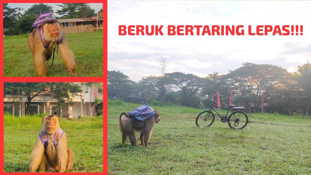 ОБЕЗЬЯНА ФРАНКЛИНА ПРИСОЕДИНЯЕТСЯ К ВЕЛОСИПЕДНЫМ ТУРАМ ‼️ УТРО 07.07.25