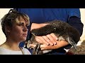 Sarah meets the vet who cares for Penguin Chicks