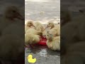 So many ducklings