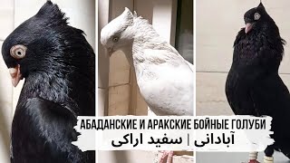 Абаданские и Аракские бойные голуби. Иран. Iranian pigeons: Abadan, Arak