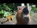 Zoo tales  meet capybaras rosita and consuela