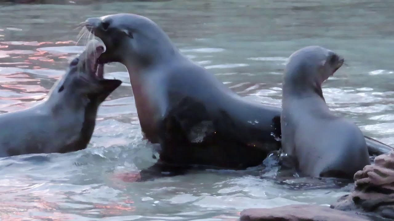 Christmas in New York 2019: Yuletide Beasties at the Bronx Zoo