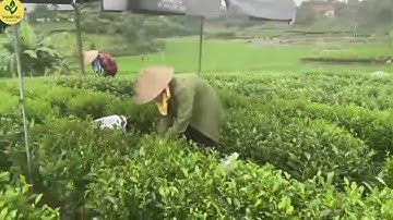 Cảnh hái chè của người dân Thái Nguyên