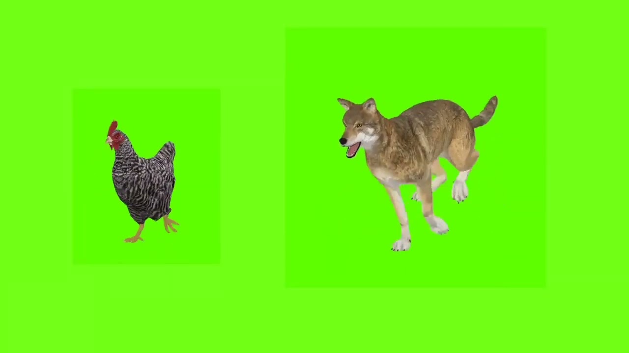 Wolf Attack Hen Green Screen Video