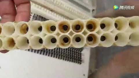 No-grafting Queen Rearing Kit