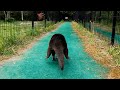 An otter running at full speed!! #Shorts
