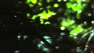 The Black Robin - A Chatham Island Story