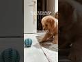 My cute Golden Retriever Puppy's first bark #shorts #dog #cat #goldenretriever #puppy #cutedog #usa