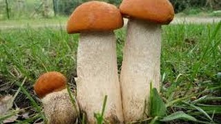 Подосиновики прекрасно чистят кровь, снижают холестерин грибы Подосиновики прекрасно чистят кровь, снижают холестерин грибы