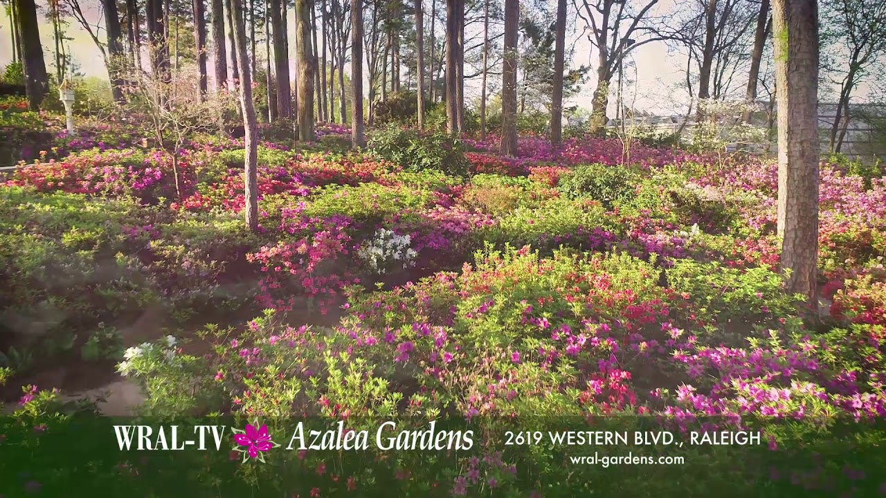 Wral Azalea Gardens Now In Bloom 05 Youtube