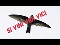Suara Inap Walet Vini Vidi Vici Link Untuk Download Ada Di Deskripsi Mp3 - Mp4 Download