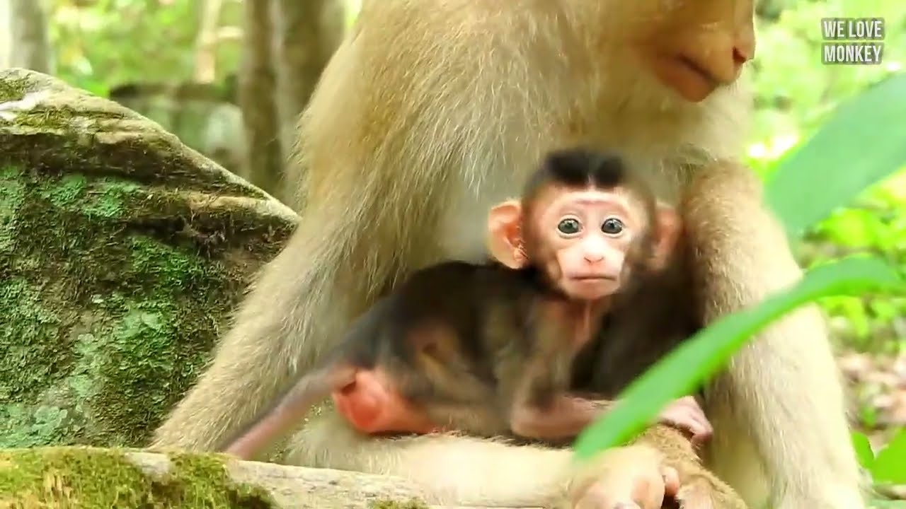 Baby Rex Keep Healthy Cleaning By The Beautiful Young Mom Rose, Rose is Very Sweet Mom in The Troop