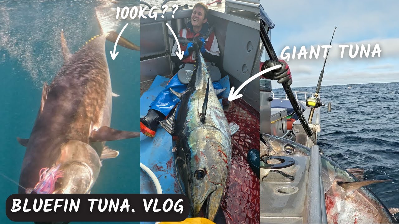 Охота на гигантского тунца — юг Тасмании.