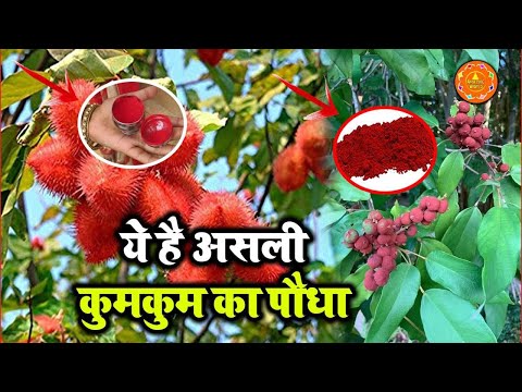 वीडियो: क्या कुमकुम संतरा है?