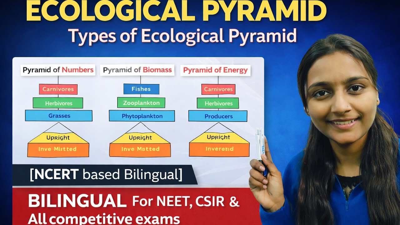 Ecological pyramid | Types of ecological pyramid | NCERT | Lindenmanns  law  | NEET | Bilingual 🎯📖📚