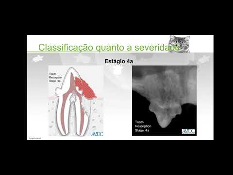 Vídeo: O Que é Reabsorção Dentária Em Gatos?