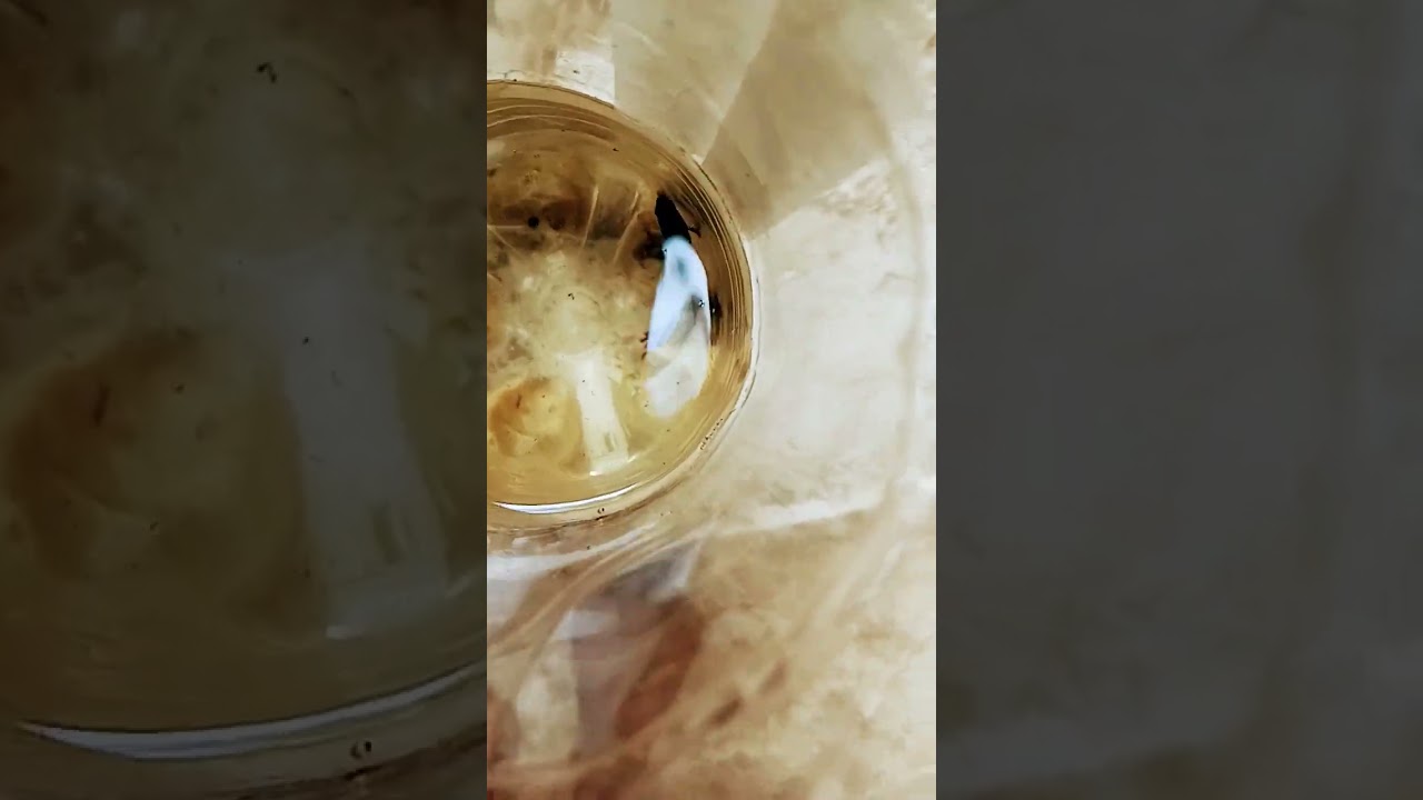 my male fighter fish has not eat his food and he have foguos on his head 😭😭😿😭😭😭😭