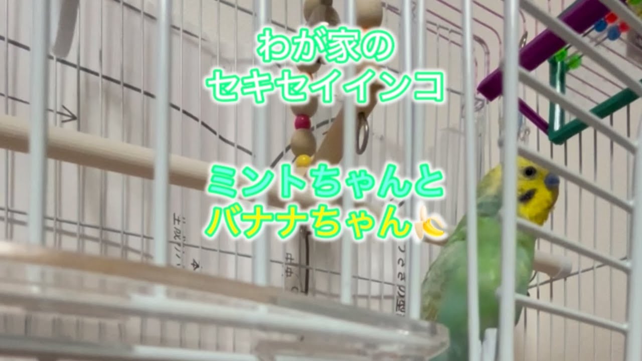 わが家のセキセイインコ「ミントちゃんとバナナちゃん」