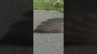 Protective Goose Approaches Cyclist in a Defensive Way