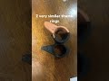 2 very similar thumb rings