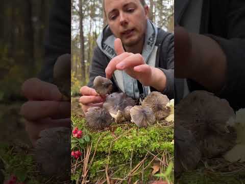 Как отличить зелёнки/подзеленки от ядовитых двойников? #зеленушка #зелёнка #рядовка #белыйгриб