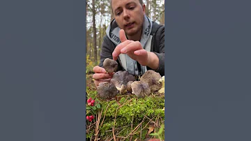 Как отличить зелёнки/подзеленки от ядовитых двойников? #зеленушка #зелёнка #рядовка #белыйгриб