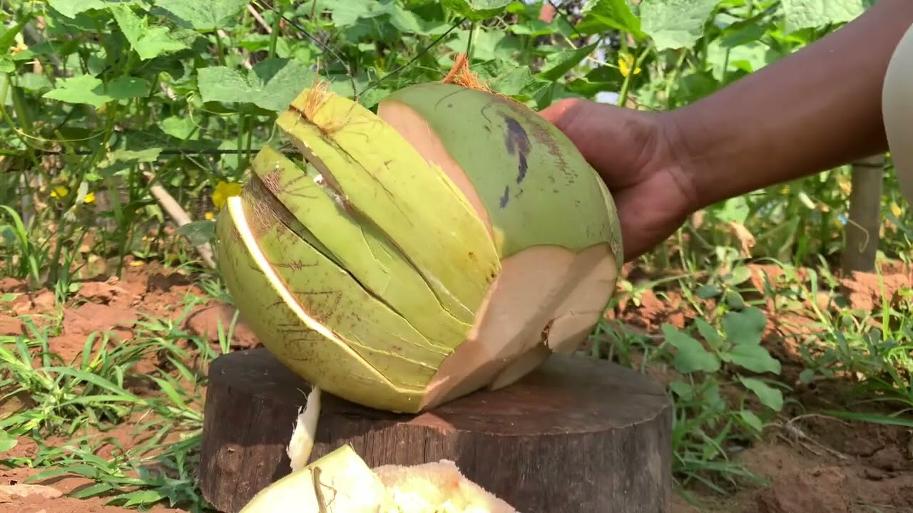 Amazing golden coconut cutting skill 
