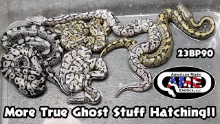 More True Ghost Stuff Hatching!!!  23BPc90 AME