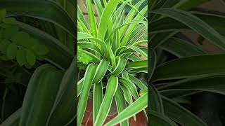 Transforming Our Home with Indoor Plants 🌱 | Full Collection Tour #mahegardening #houseplants