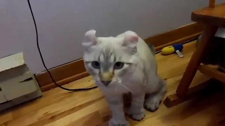 Watch the video about HIGHLAND LYNX BREED WWW.LYNXDUNORD.COM