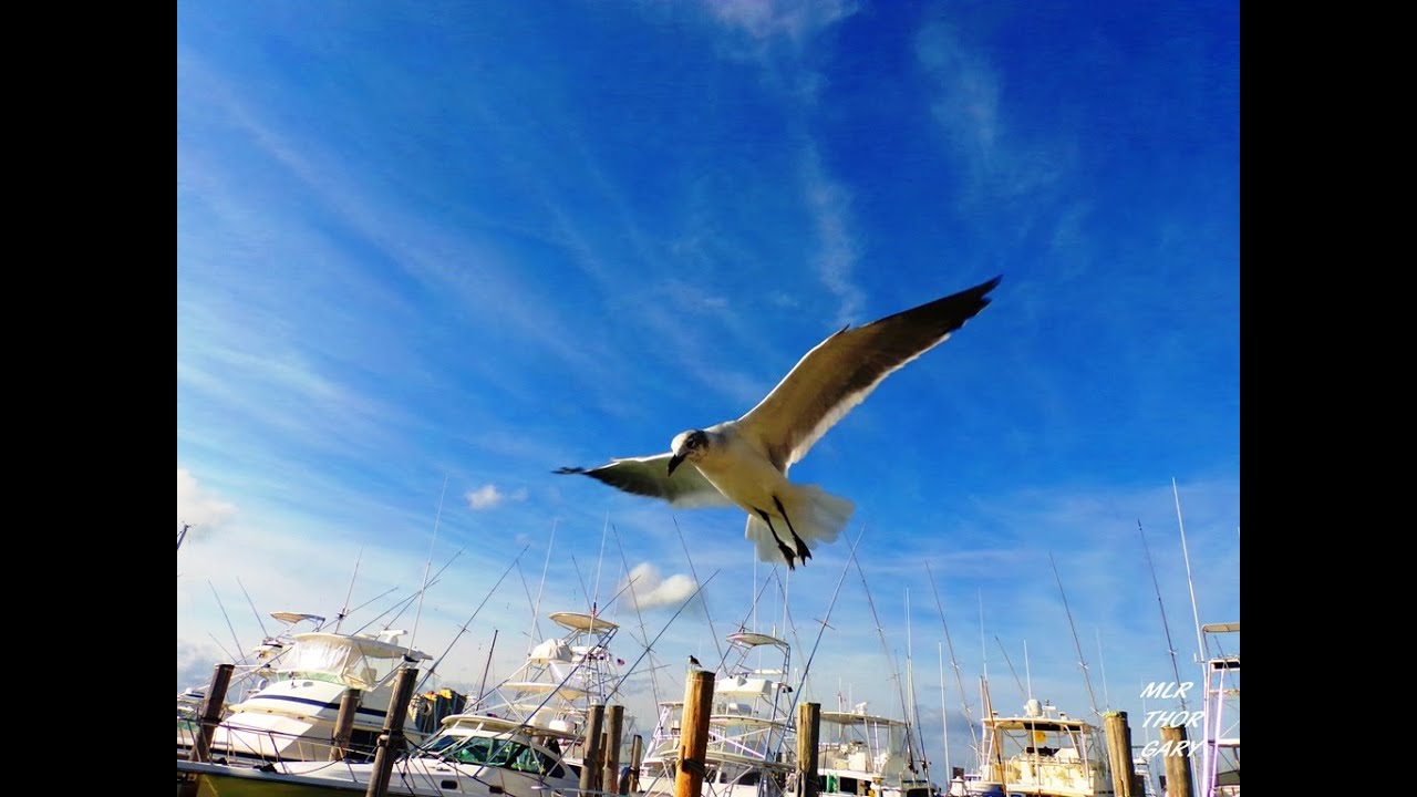 Seagull Bad Company THOR GARY MLR2