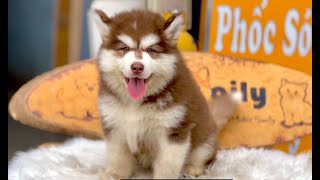 Chó Alaska Cute dễ thương | Chomeocanh.com