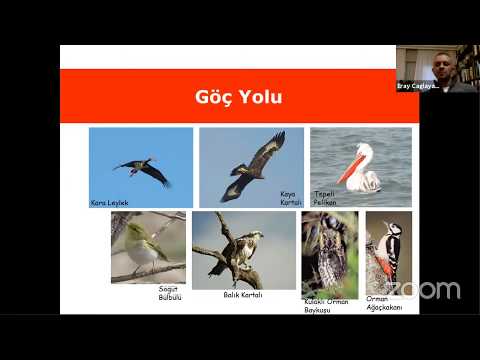 Video: Bozkır kerkenezi: bu nadir kuşun tanımı ve dağılımı