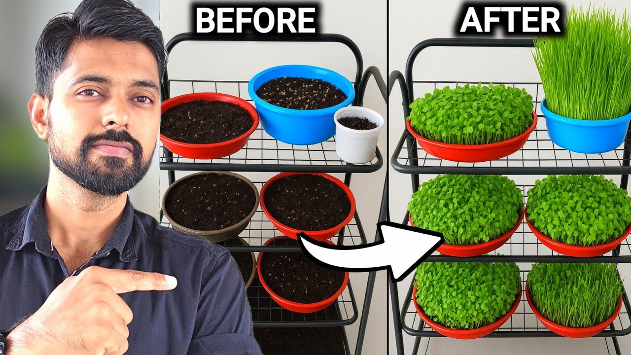Easiest way to grow MicroGreens at Home | Harvesting MicroGreen in Just 4 Days
