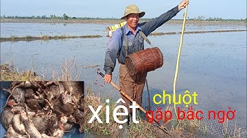 đồng lúa xã lũ đi xiệt chuột gặp rắn hổ ngựa quá bự. làm gì nhậu đây ta
