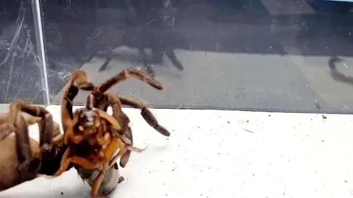 SCORPION vs TARANTULA SPIDER FIGHTING FOR PREY, wh...