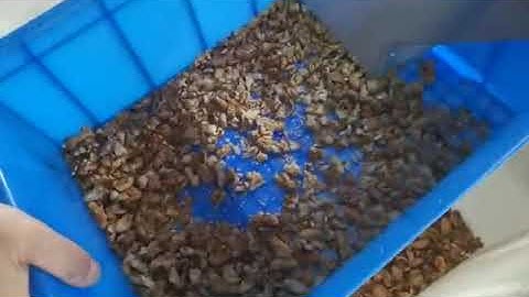 Garlic Color Sorter Belt Sorting Machine Nut Processing Machinery