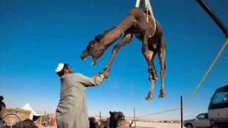a7la derawe