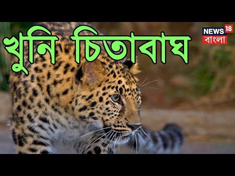 ভিডিও: আমুর চিতাবাঘ সুদূর পূর্ব: বর্ণনা, ছবি