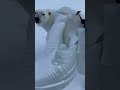 Animal Frozen Rescue #shorts #animal #frozen